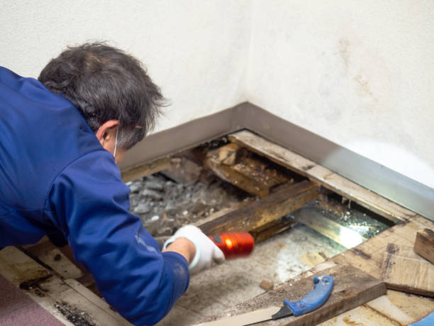 Trusted South Bradenton, FL Mold Removal Experts