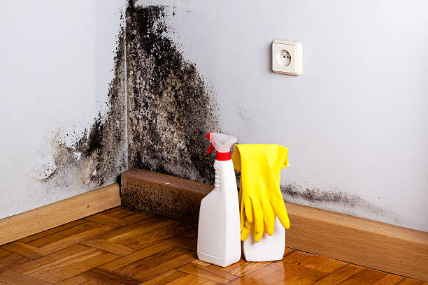 Mold Testing and Removal in South Bradenton, FL